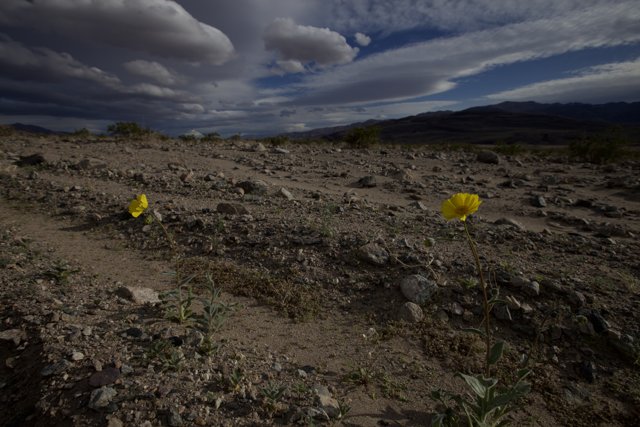 Yellow Flowers in the Desert