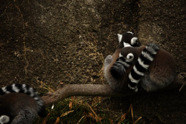 Lemur Love at Oakland Zoo