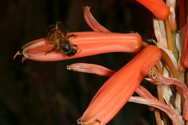 Bee on a Red Rhubarb Flower