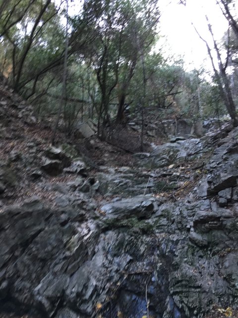 Serene Stream in the Wilderness