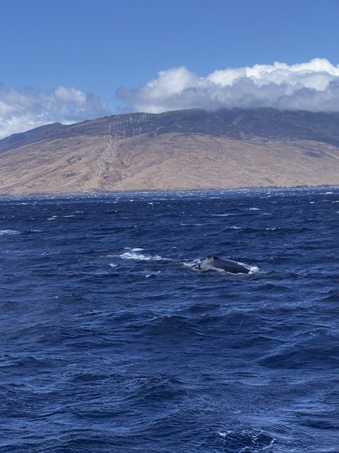 Majestic Humpback Whale in the Ocean near a Mountain