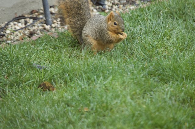 Fox Squirrel Foraging in Suburban Lawn