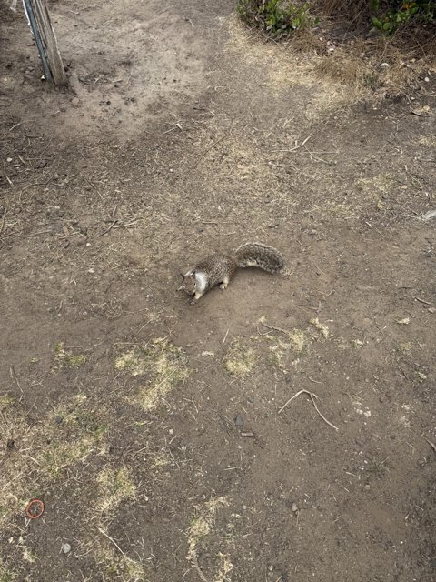 Curious Critter in Cambria