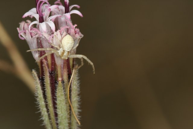 Garden Spider on a Daisy