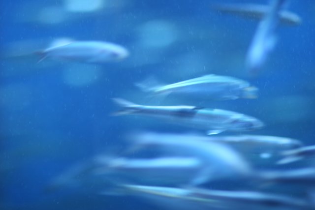 School of Fish in a Blue Aquarium