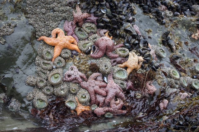 Vibrant Sea Stars and Anemones in Pacific Tide Pool