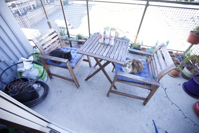 Feline Balcony Relaxation