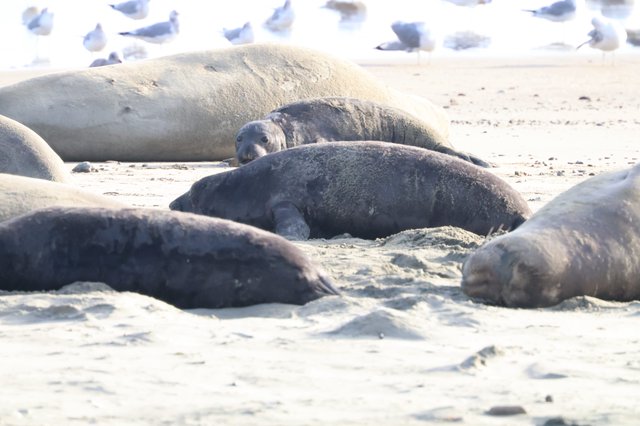 Elephant Seals Resting on Drakes Beach Sand
