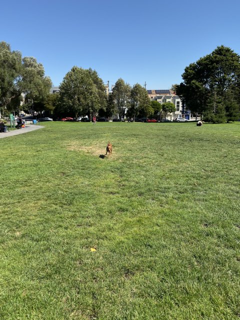 Pup in the Park
