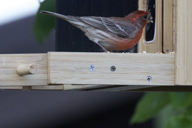 Feathered Companion at the Feeder
