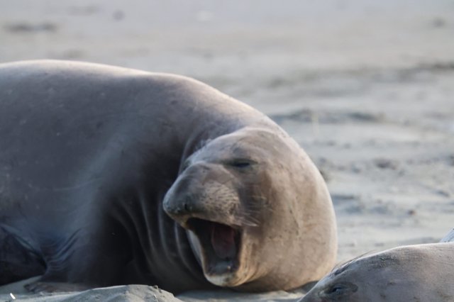Elephant Seal Pup Yawning at Drakes Beach