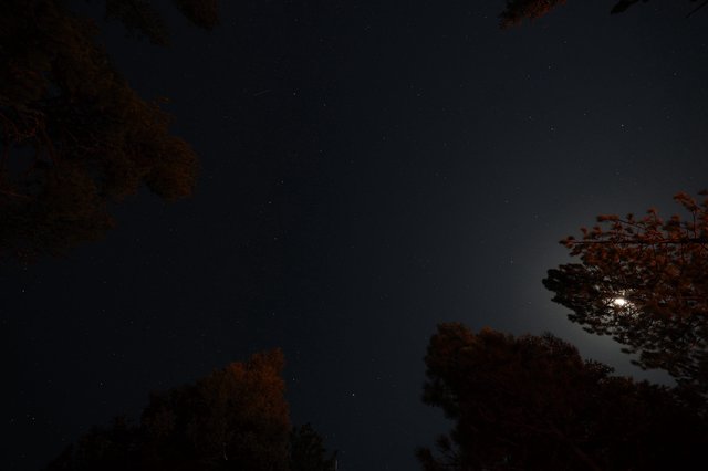 Moonlit Pines Under a Star-Filled Night Sky