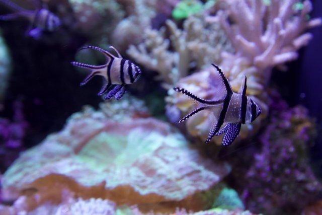 Black and White Fish in the Aquarium