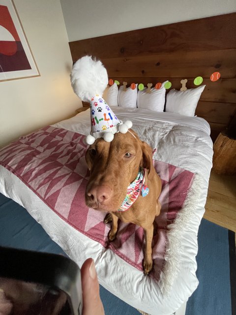 Happy Birthday to the Goodest Boy in Town