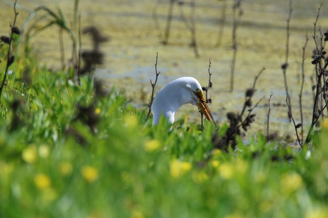 Great Egret Hunting in Wetland Grassland