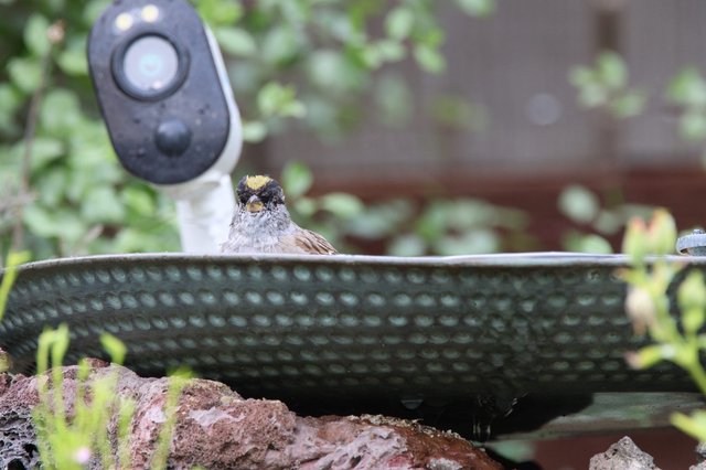 Golden-Crowned Sparrow at Bird Bath with Security Camera