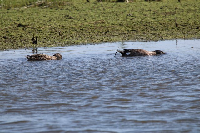Northern Pintail Ducks Foraging in Wetland Shallows