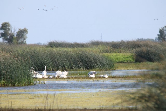 White Swans and Waterfowl in Wetland Marsh Habitat