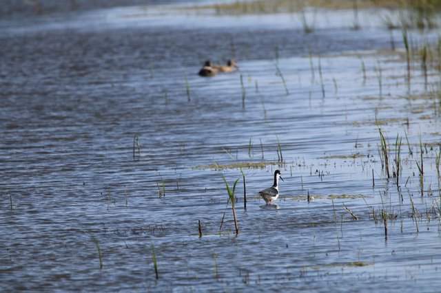 Canada Goose Wading Through Wetland Shallows