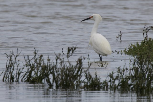 Serene Sentinel by the Water
