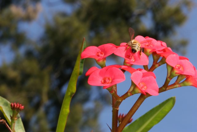 Bee Buzzing on Geranium Flower