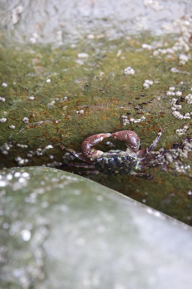 Tiny Crab Clings to Algae-Covered Tidal Rock