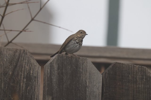 Small Thrush Perched on Weathered Wooden Fence