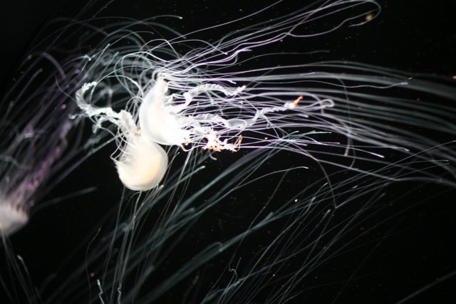 Glow in the Dark Jellyfish
