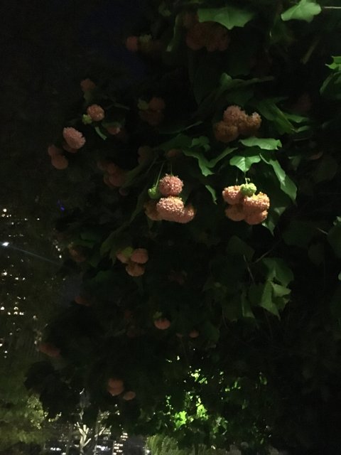 Nighttime Berries in Los Angeles