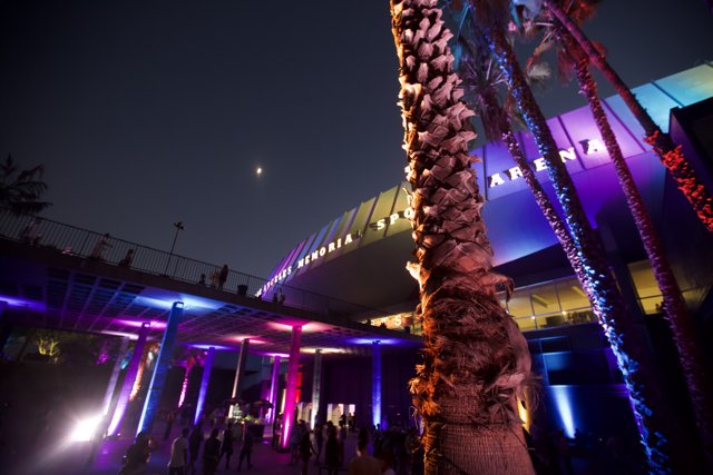 Illuminated Palm Tree in Urban Nightlife