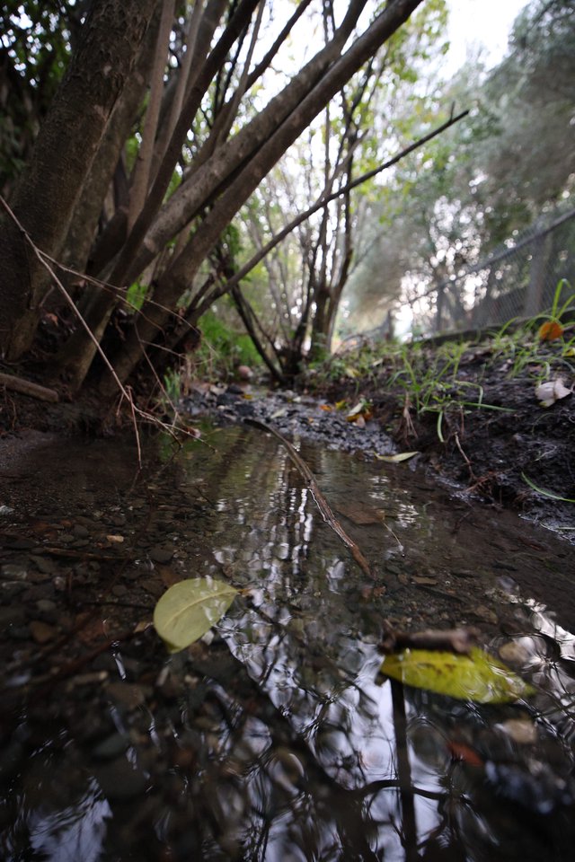 Ground-Level Puddle Reflection in Wooded Path