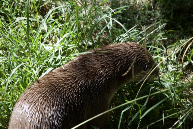 Otter's Discovery