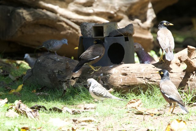 Avian Assembly at the Honolulu Zoo
