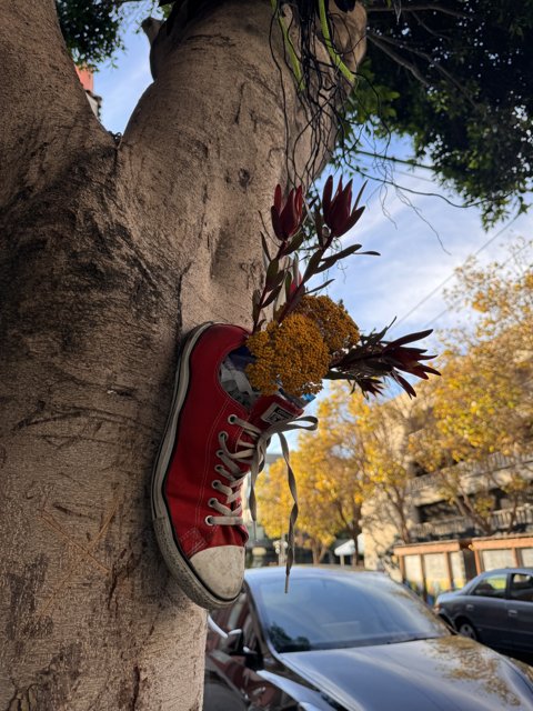 Sneaker Blooms on the Streets of San Francisco