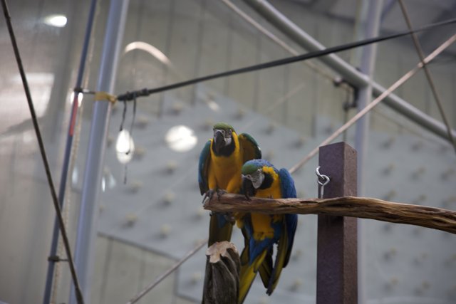 Tropical Twins: Academy Parrots