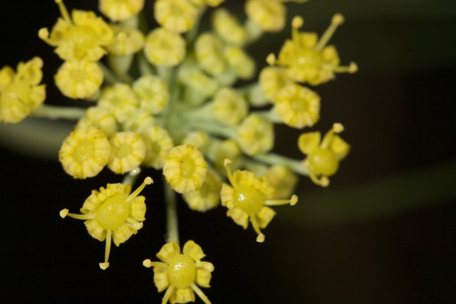 Yellow Blossoms of the Flavorful Apiaceae Plant