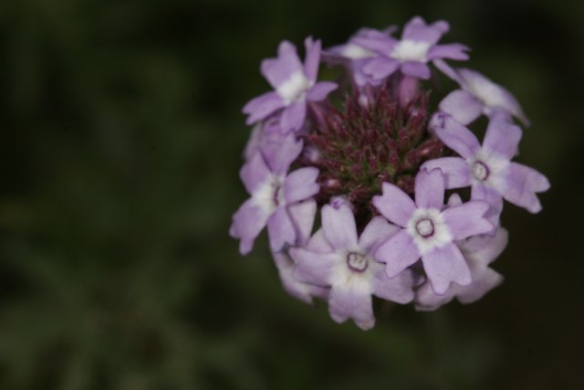 Purple Geranium in Bloom
