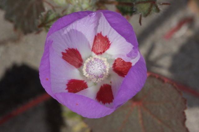 Radiant Purple Flower with Red and White Centers