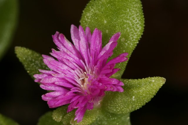 Beautiful Geranium Flower in Full Bloom