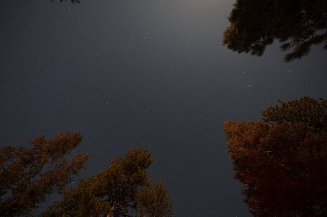 Starlit Sky Above Pine Forest at Mt. Lassen