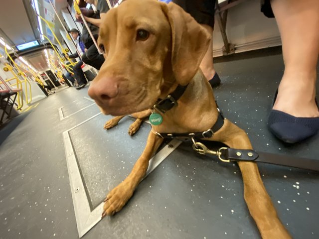 Subway Pup
