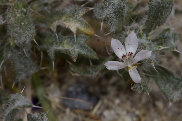 Delicate Pink Geranium in the Harsh Desert