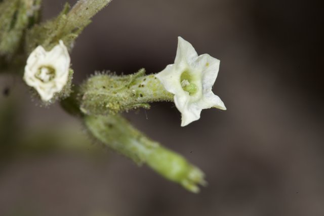 White Acanthaceae Flower Up Close