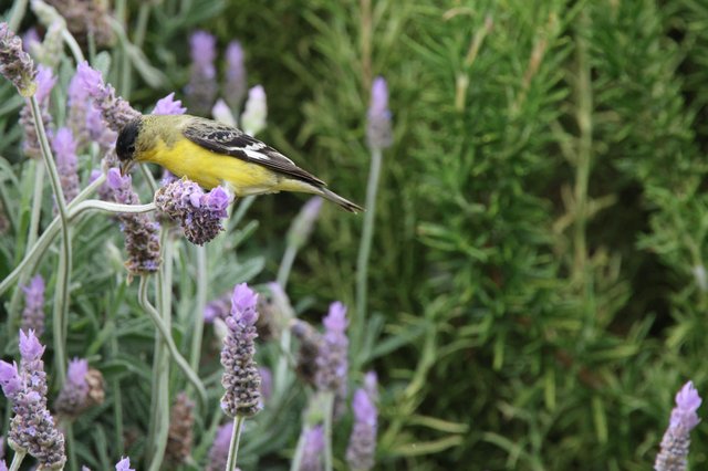 Lesser Goldfinch Feeding on Purple Lavender Flowers