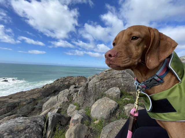 Coastal Canine on the Rocks