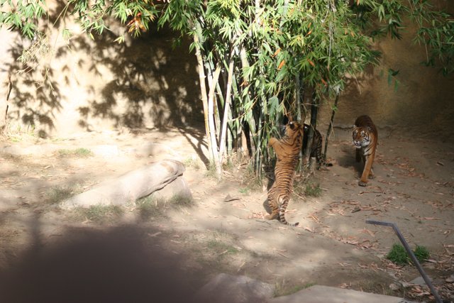 Playful Tigers in the Dirt