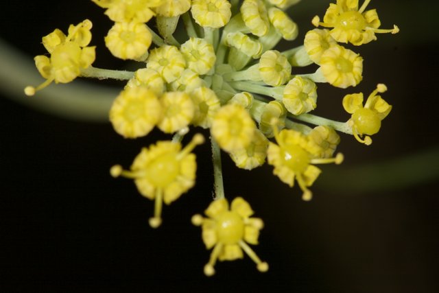 The Apiaceae Flower