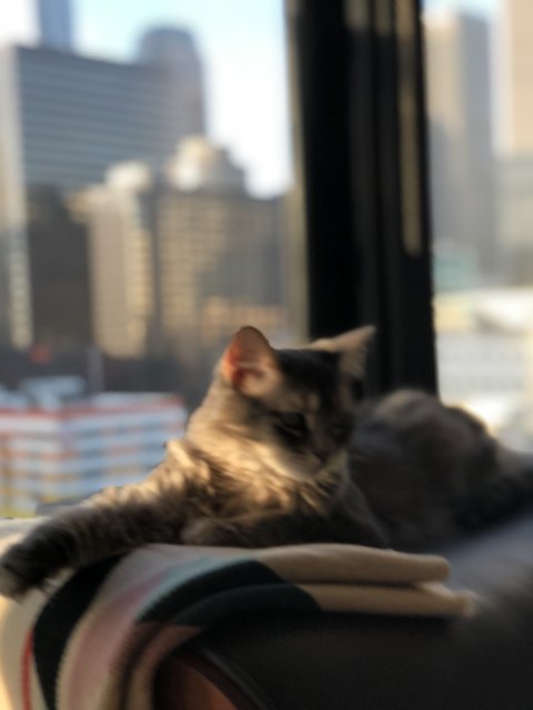 Urban Cat Nap