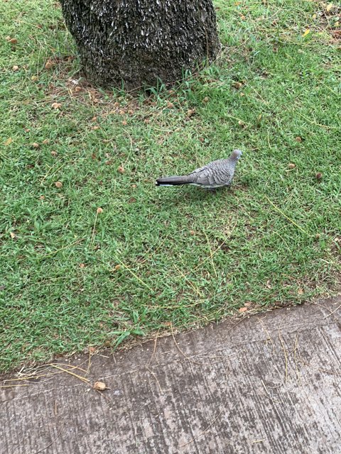Avian Visitor in Waikiki