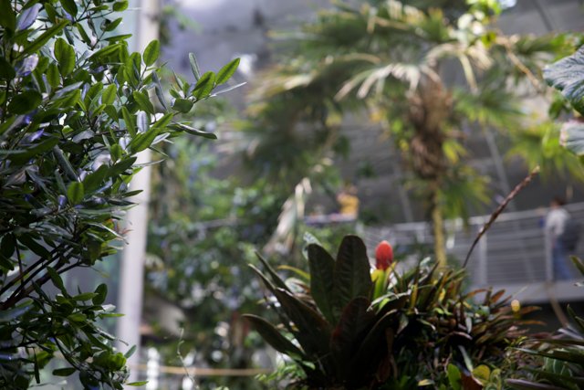 Blossoming Brilliance at the California Academy Rainforest
